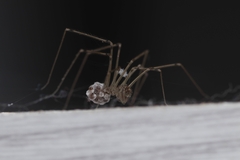 Physocyclus globosus
