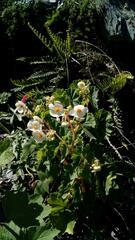 Begonia micranthera