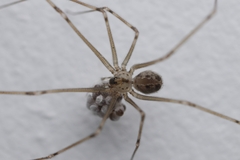 Physocyclus globosus