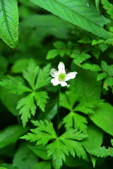 Calathodes polycarpa