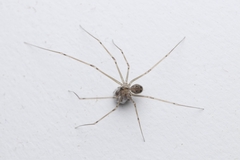 Physocyclus globosus