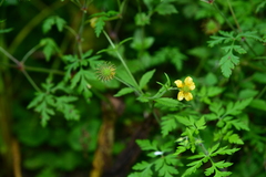 Geum japonicum