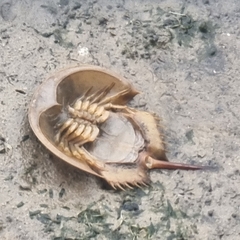 Carcinoscorpius rotundicauda