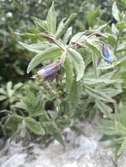 Podonosma orientalis