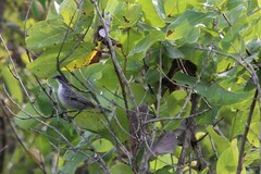 Microspingus cinereus