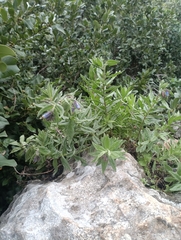 Podonosma orientalis