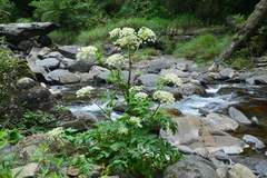 Angelica pubescens