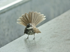 Rhipidura albogularis