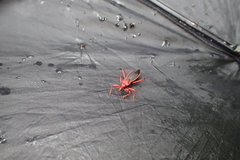 Tapeinus fuscipennis