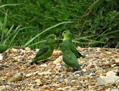 Forpus xanthopterygius