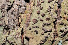 Bathelium carolinianum