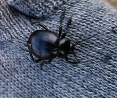 Timarcha goettingensis