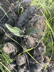 Polystachya concreta