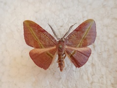 Hypochrosis iris
