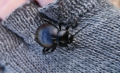 Timarcha goettingensis