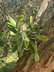 Cyrtorchis arcuata arcuata