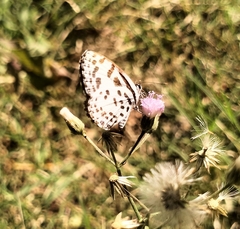 Castalius rosimon