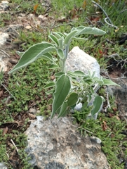 Salvia fruticosa