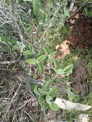 Salvia fruticosa