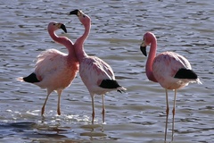 Phoenicoparrus andinus