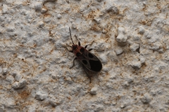 Tropidothorax maculatus