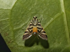Spilomela discordens