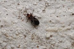 Tropidothorax maculatus