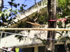 Brachythemis contaminata