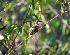 Calliphlox amethystina