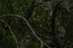 Thamnophilus ruficapillus