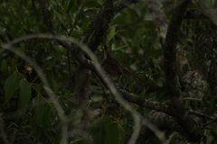 Thamnophilus ruficapillus