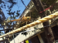 Brachythemis contaminata