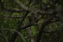 Thamnophilus ruficapillus