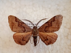 Hypochrosis baenzigeri