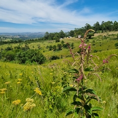 Pseudarthria hookeri