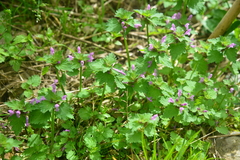 Lamium hybridum