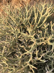 Anthacanthae