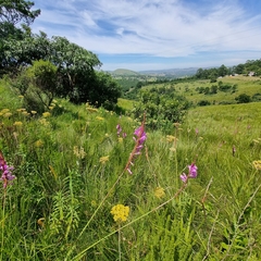 Watsonia densiflora