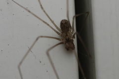 Physocyclus globosus