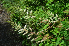 Astilbe longicarpa