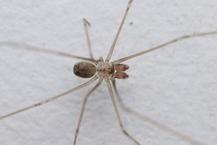 Physocyclus globosus