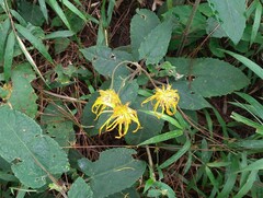 Munnozia