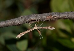 Stenoptilia bipunctidactyla