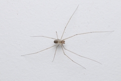 Physocyclus globosus