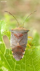 Acanthosoma denticaudum