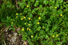 Ranunculus taisanensis