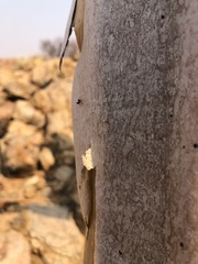 Crematogaster peringueyi