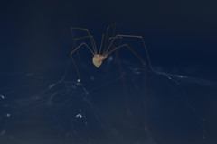 Micropholcus fauroti