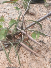 Raphionacme velutina