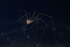 Micropholcus fauroti